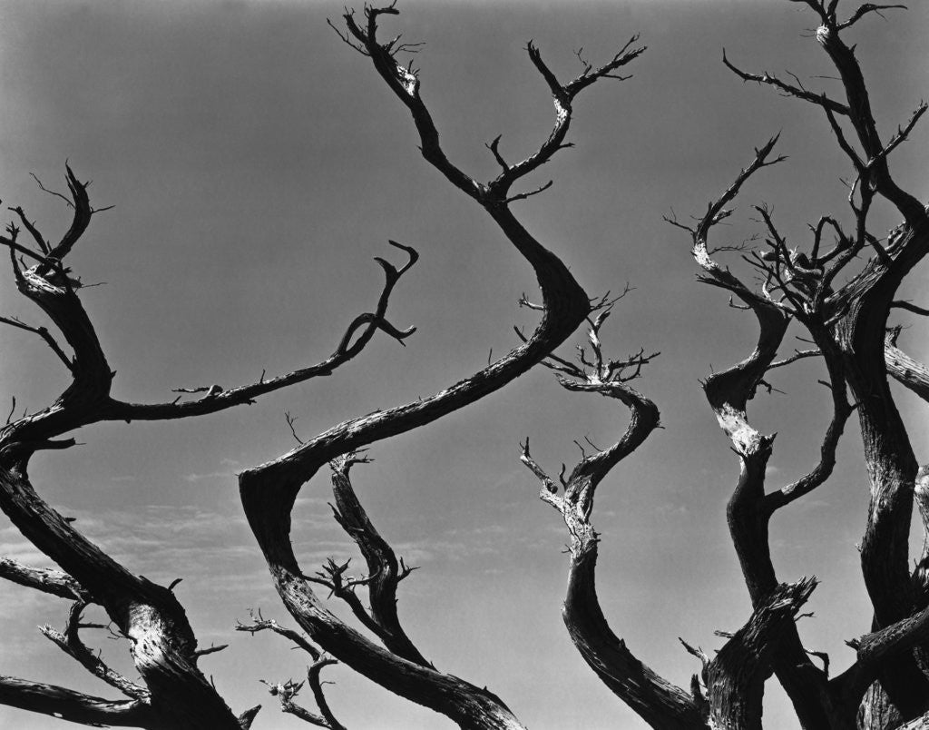 Detail of Twisting Tree Branches by Anonymous