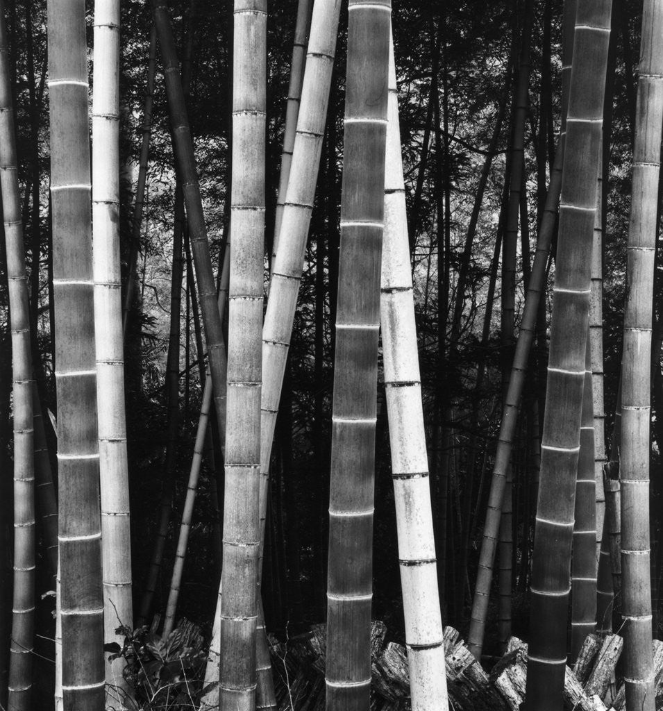 Detail of Bamboo Forest by Brett Weston