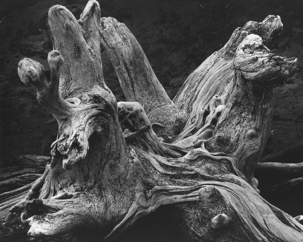 Detail of Driftwood Stump by Brett Weston