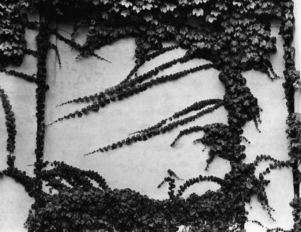 Detail of Ivy Growing on a Cement Wall by Anonymous