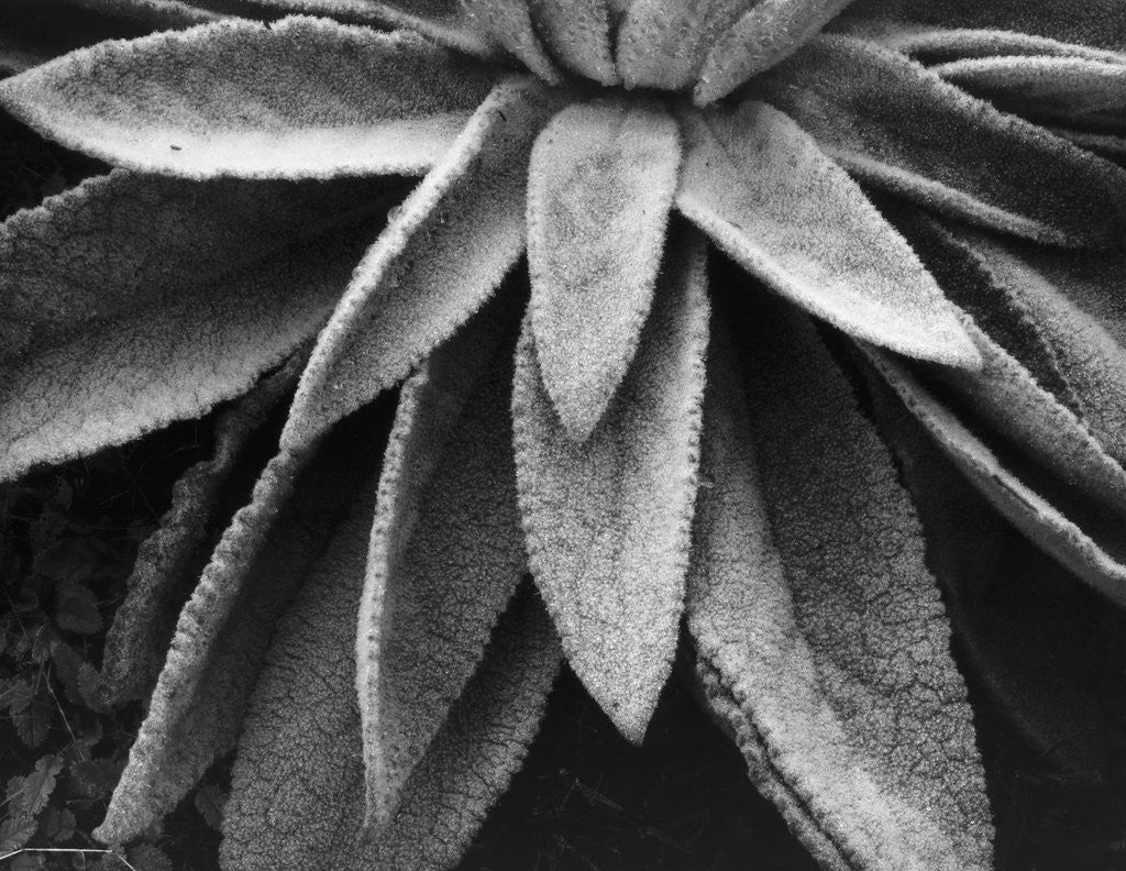 Detail of Desert Plant by Anonymous