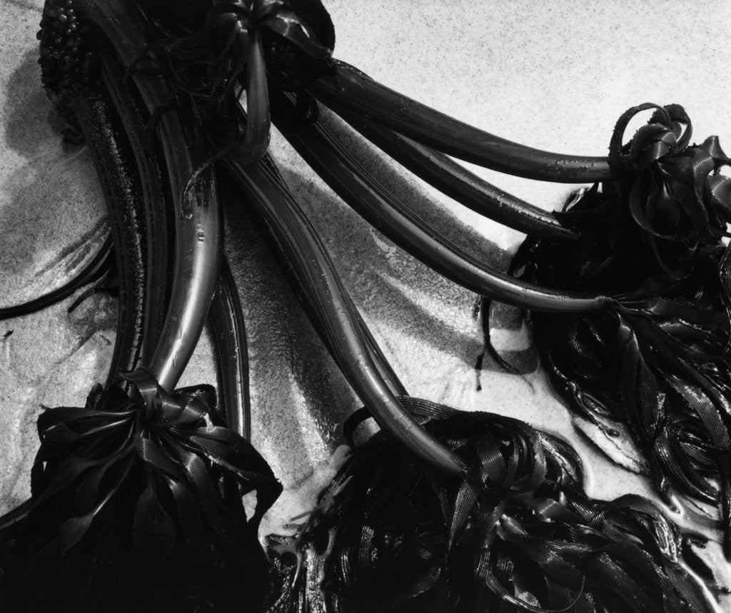 Detail of Kelp by Brett Weston