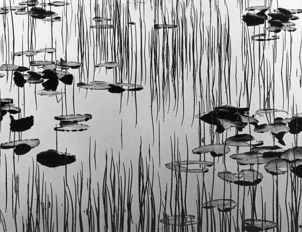 Detail of Reeds and Lily Pads by Anonymous