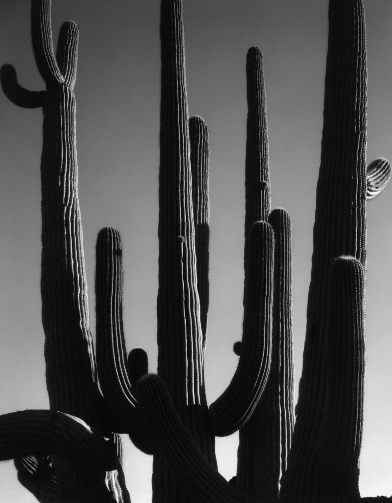 Detail of Saguaro by Anonymous