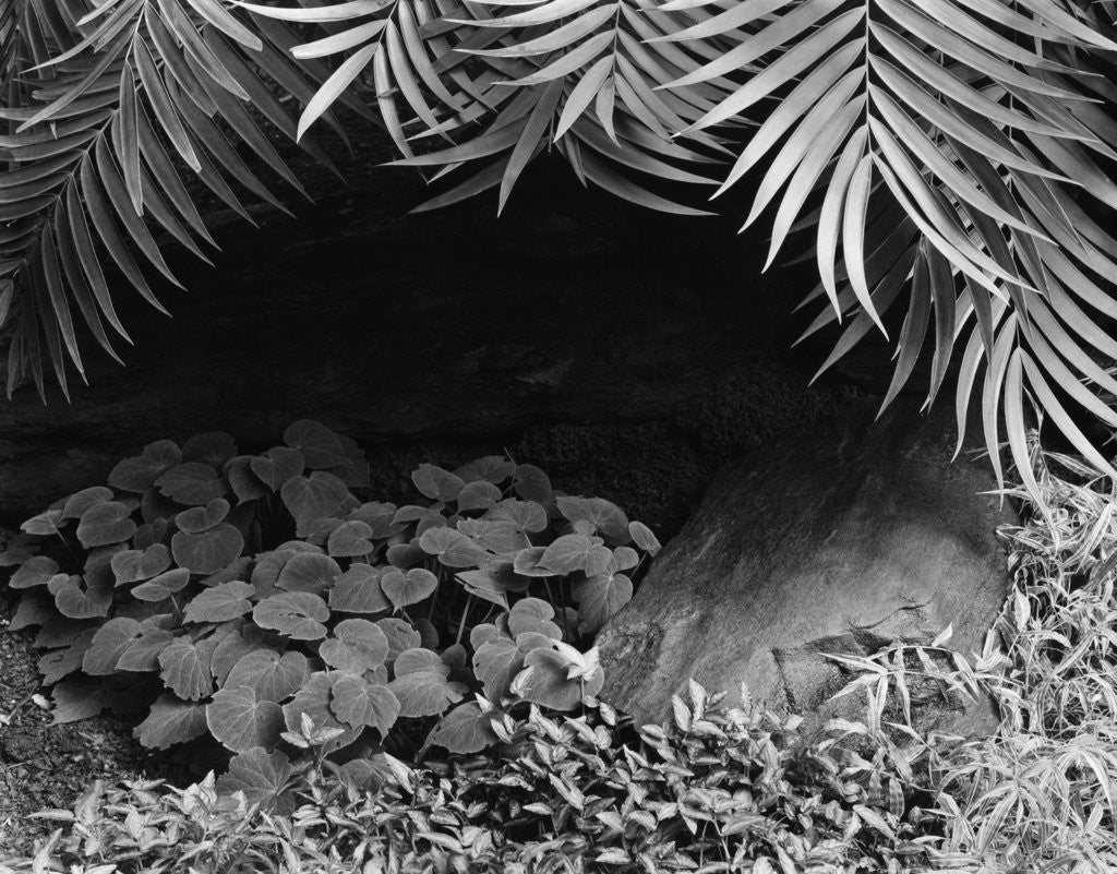 Detail of Palm Fronds Hanging Above Ground Cover by Anonymous