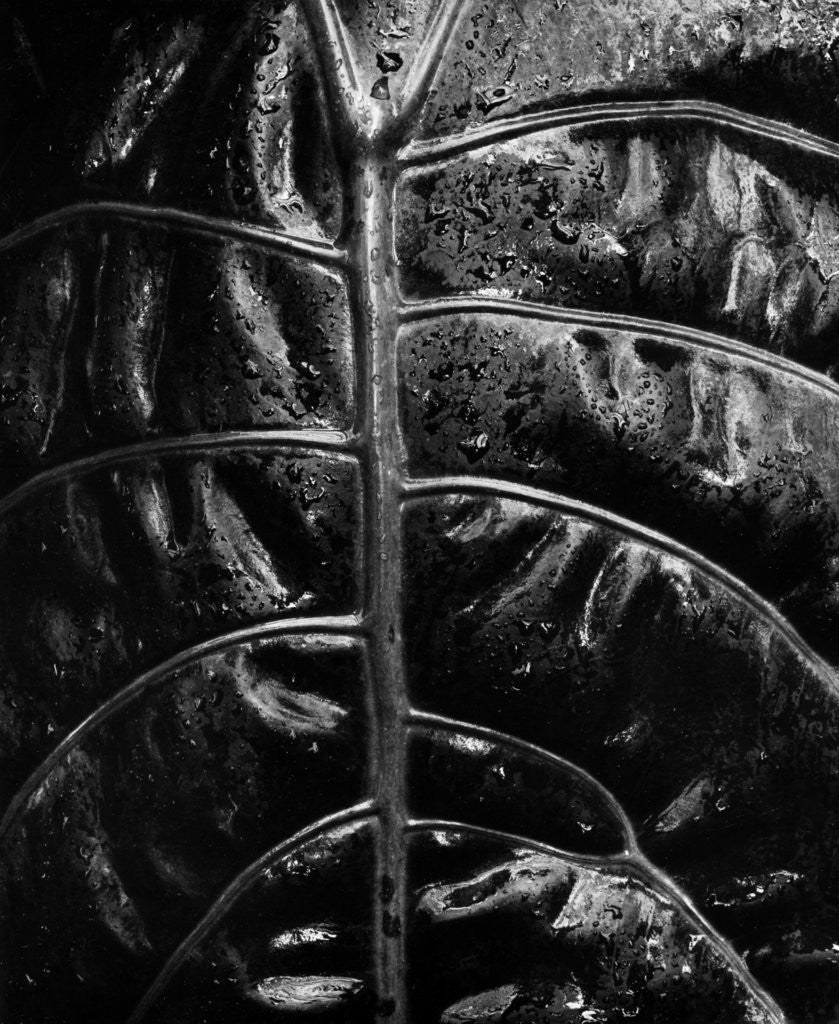Detail of Leaf Veins by Anonymous