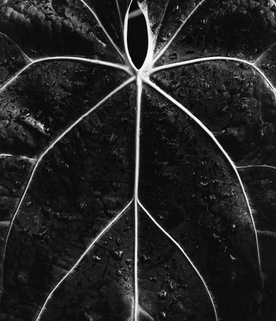 Detail of Veins of a Leaf by Anonymous
