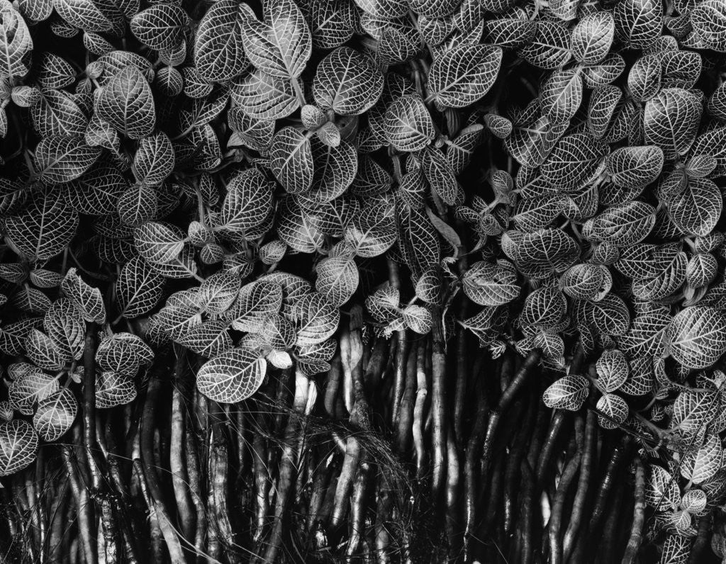Detail of Variegated Leafed Plants by Anonymous