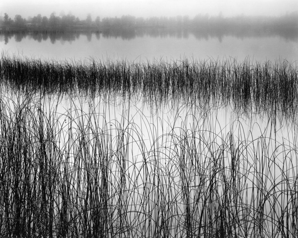 Detail of Reeds in Pond with Fog on Horizon by Anonymous