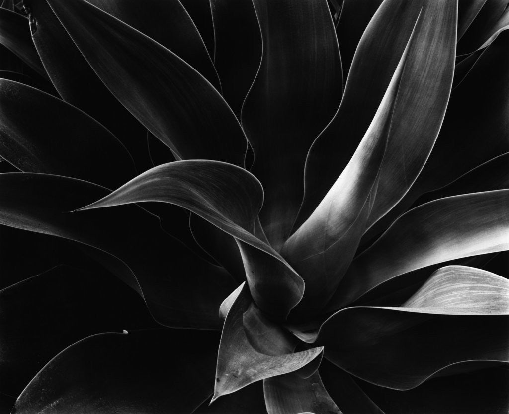 Detail of Agave with Pointed Leaves by Anonymous