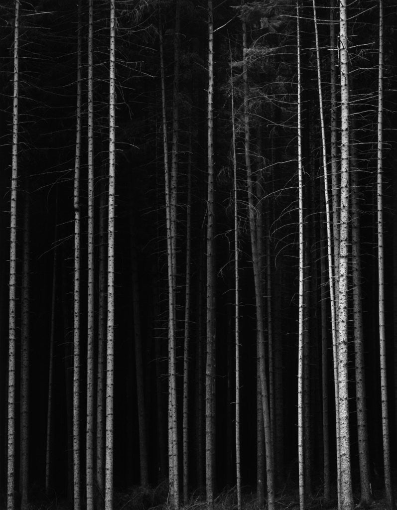 Detail of Aspen Forest by Brett Weston