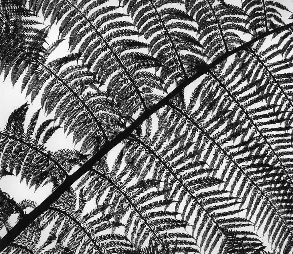 Detail of Fern Leaf Silhouette by Anonymous