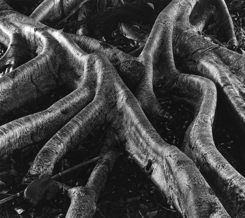 Detail of Banyan Tree Roots by Anonymous