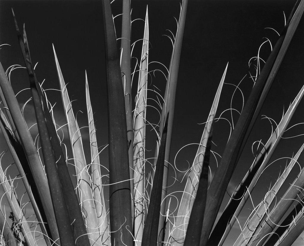 Detail of Succulents California, 1985 by Anonymous