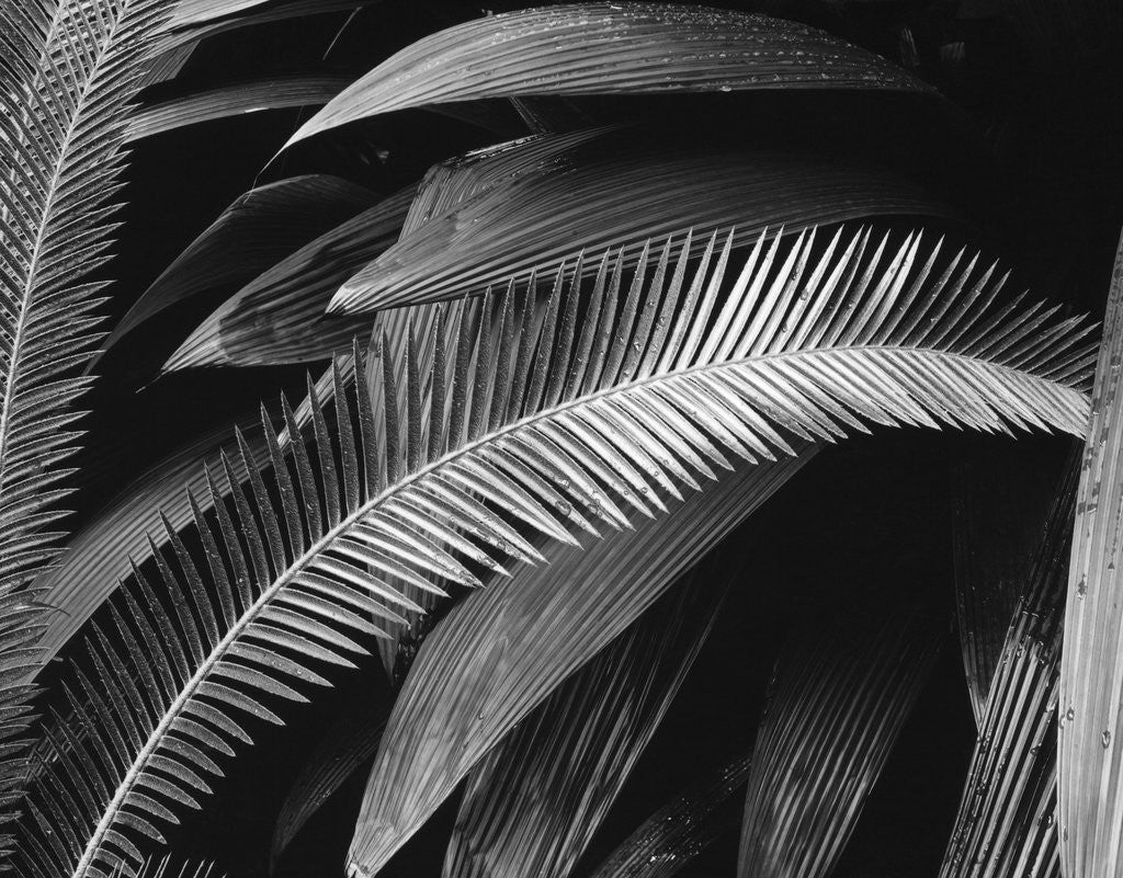 Detail of Palms, Bronx Botanical Gardens, 1945 by Anonymous