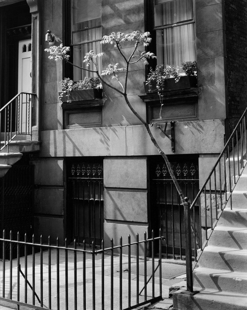 Detail of Brownstones by Brett Weston