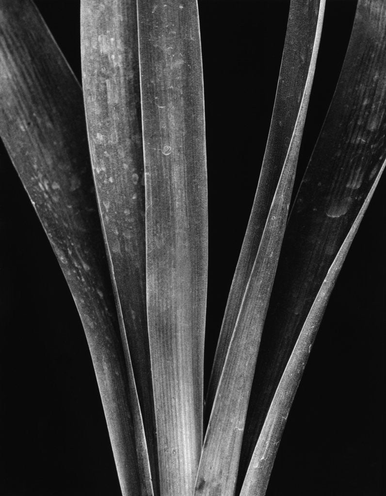 Detail of Lily Stalk, 1925 by Anonymous
