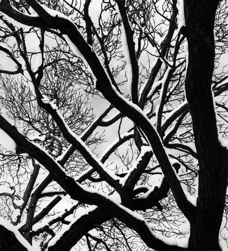 Detail of Snow Covered Tree Branches by Anonymous