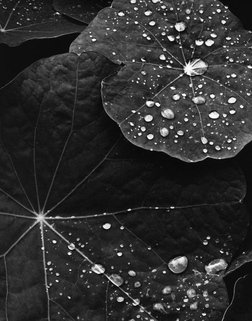 Detail of Water Droplets on Nasturtium Leaves by Corbis