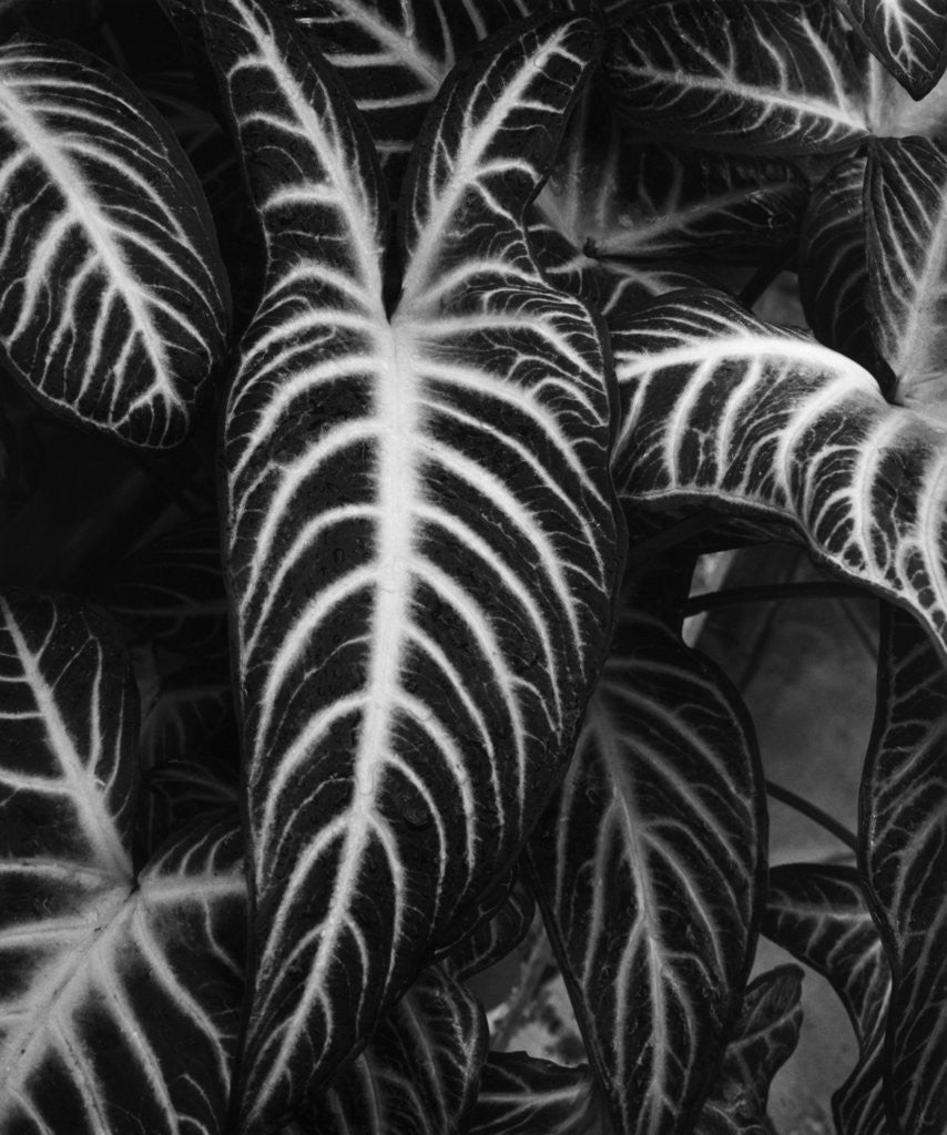 Detail of Leaves by Brett Weston
