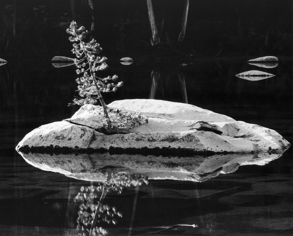 Detail of Rock and Sapling in Sierra Lake by Anonymous