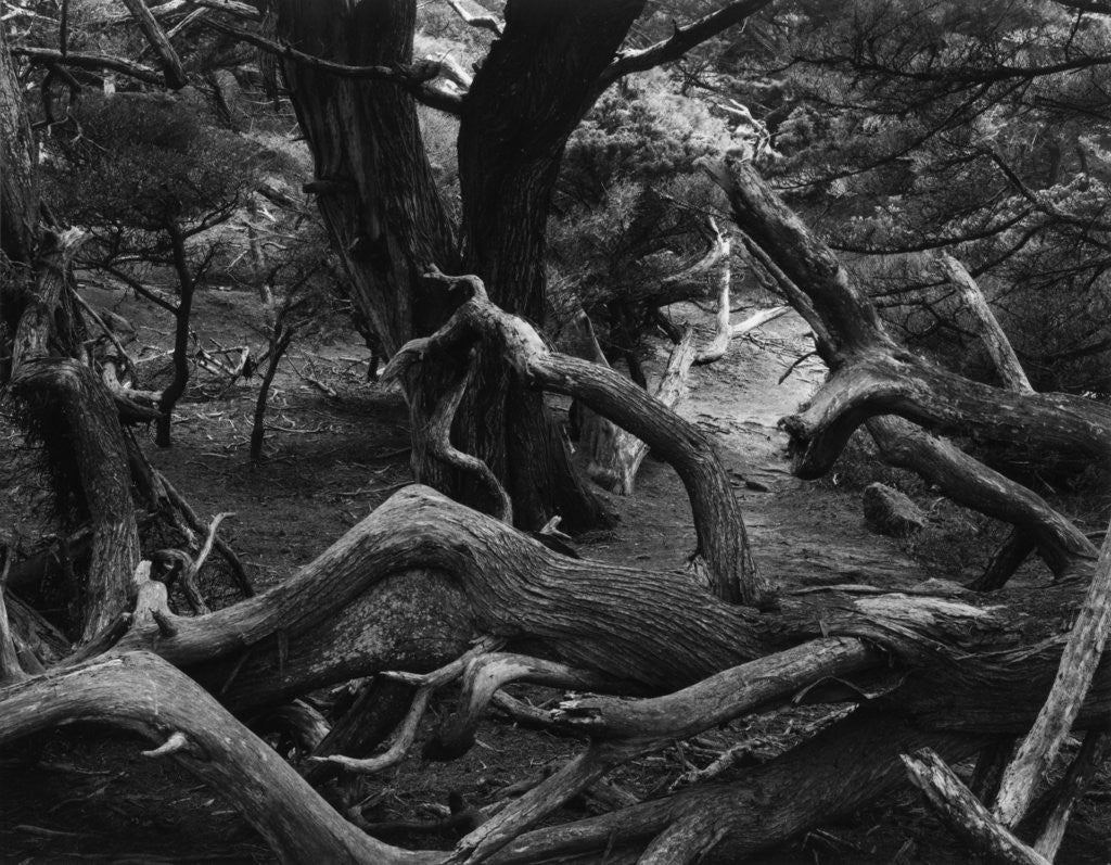 Detail of Trees and Logs at Point Lobos by Anonymous