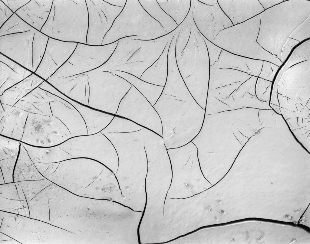 Detail of Cracks in Dry Mud, California, 1955 by Anonymous