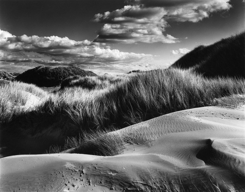 Detail of Dunes and Grasses, Oceano, 1957 by Anonymous