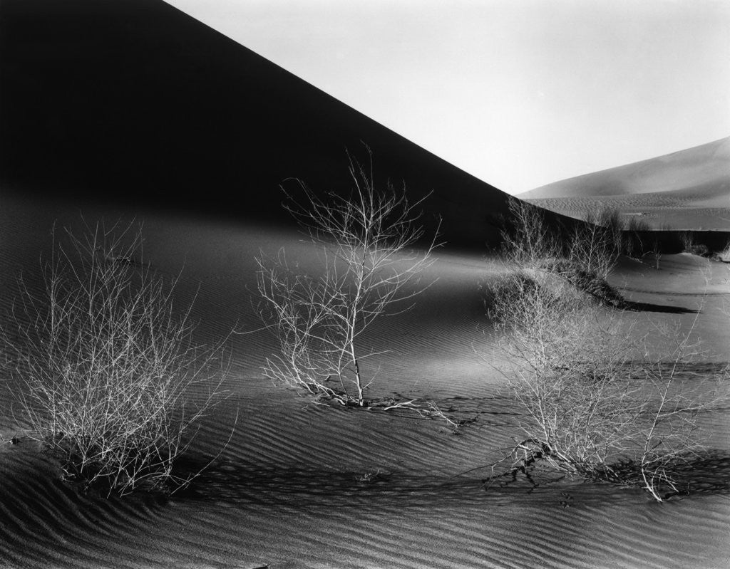 Detail of Dunes, California, 1953 by Corbis