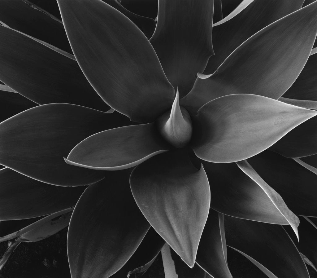 Detail of Close View of a Desert Plant by Anonymous