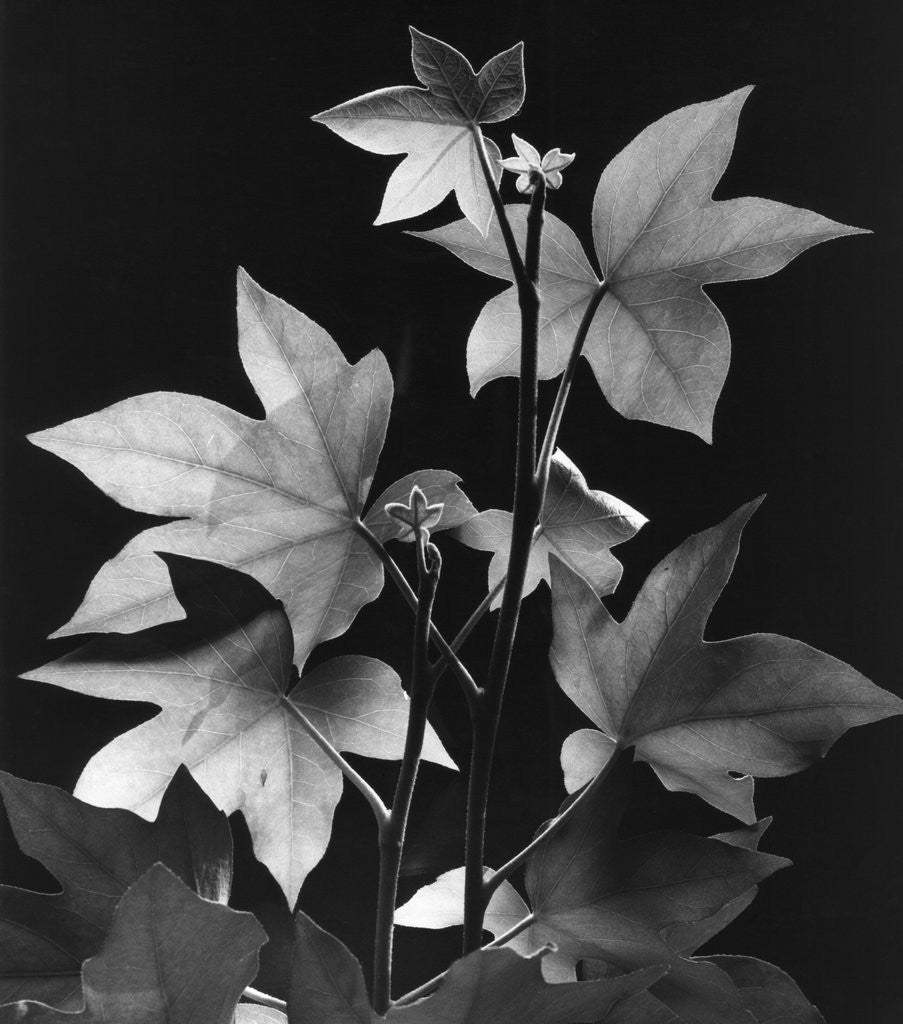 Detail of Leaves by Brett Weston