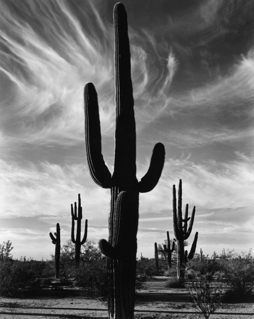 Detail of Saguaros, Arizona by Brett Weston