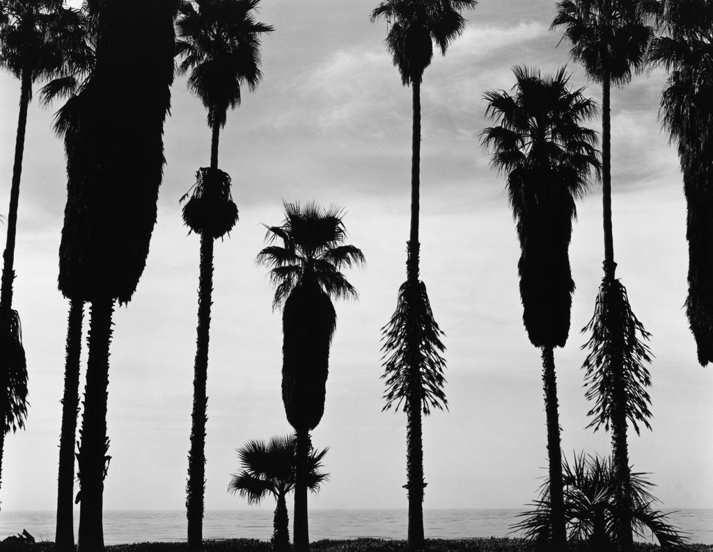 Detail of Palm Trees in Silhouette, California, 1958 by Corbis