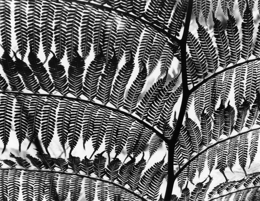 Detail of Giant Fern, Los Angeles, 1953 by Anonymous