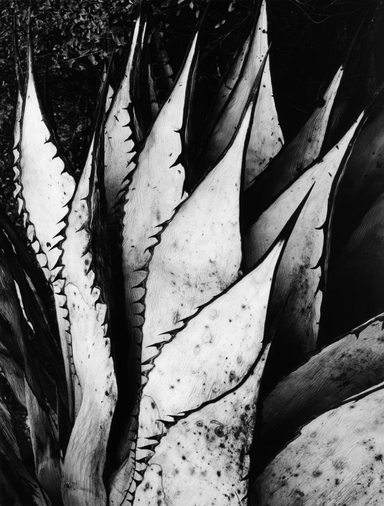 Detail of Agave Leaves by Brett Weston