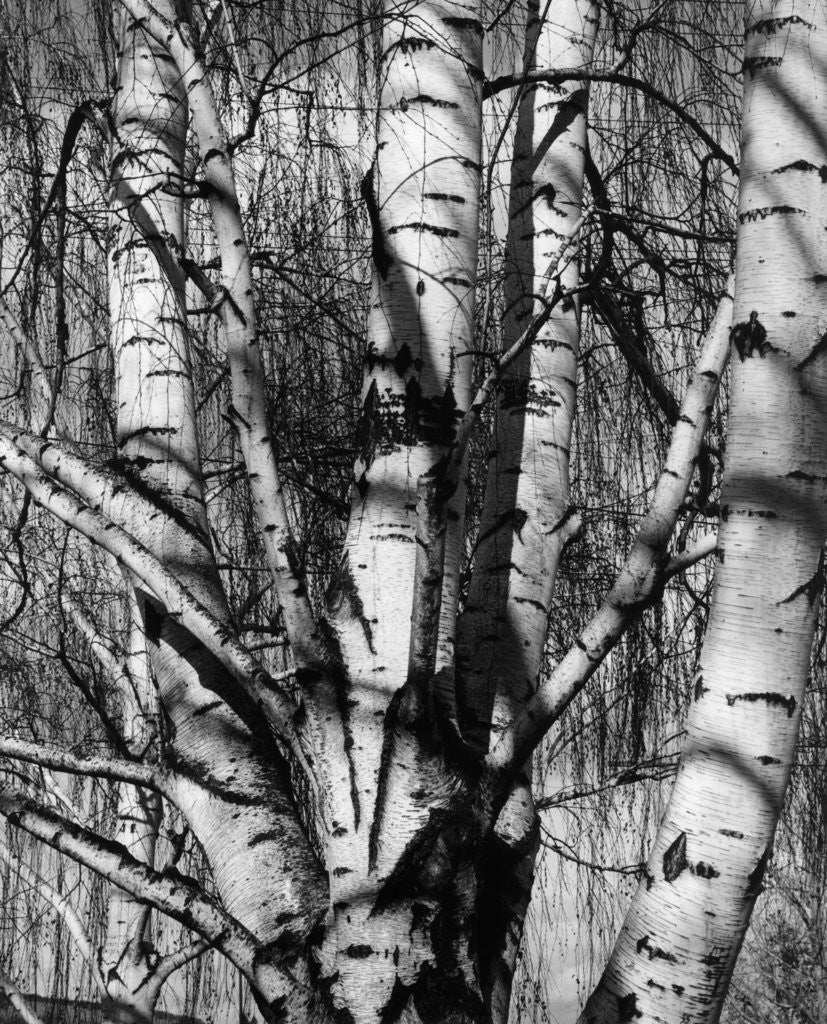 Detail of Aspens, 1972 by Anonymous