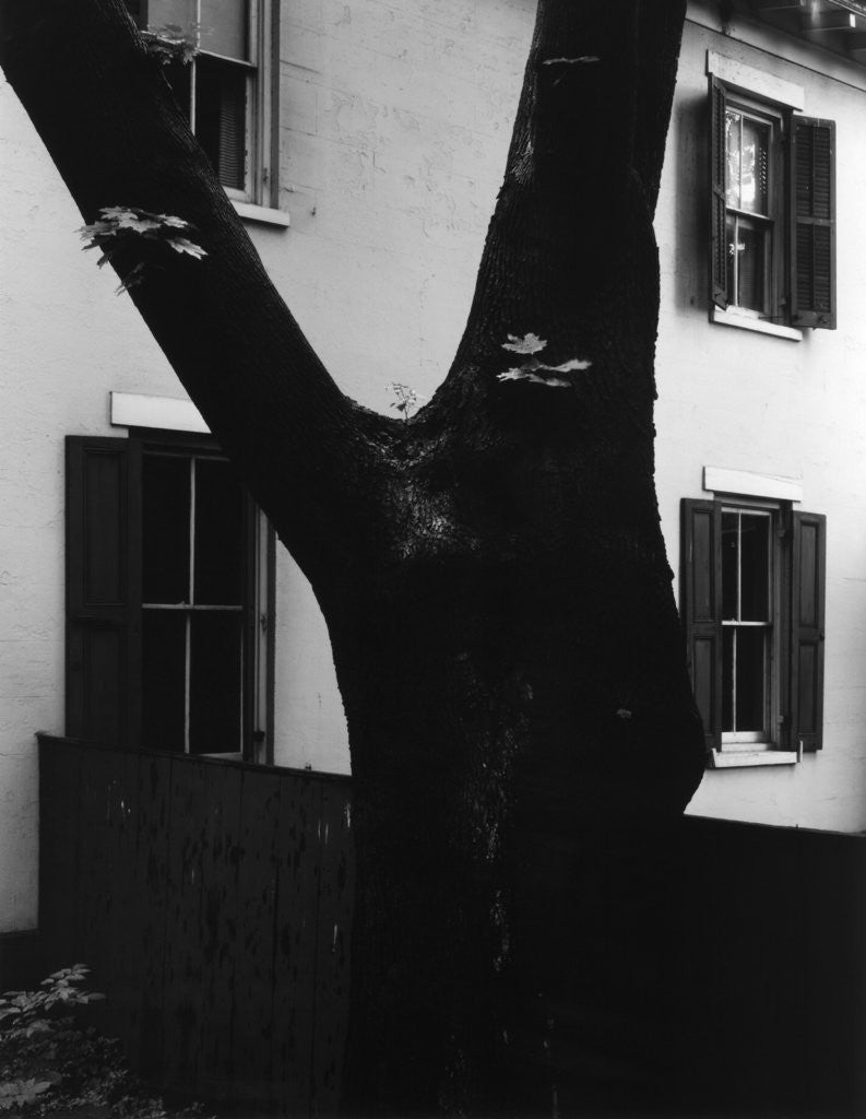 Detail of Tree and House, 1960 by Anonymous