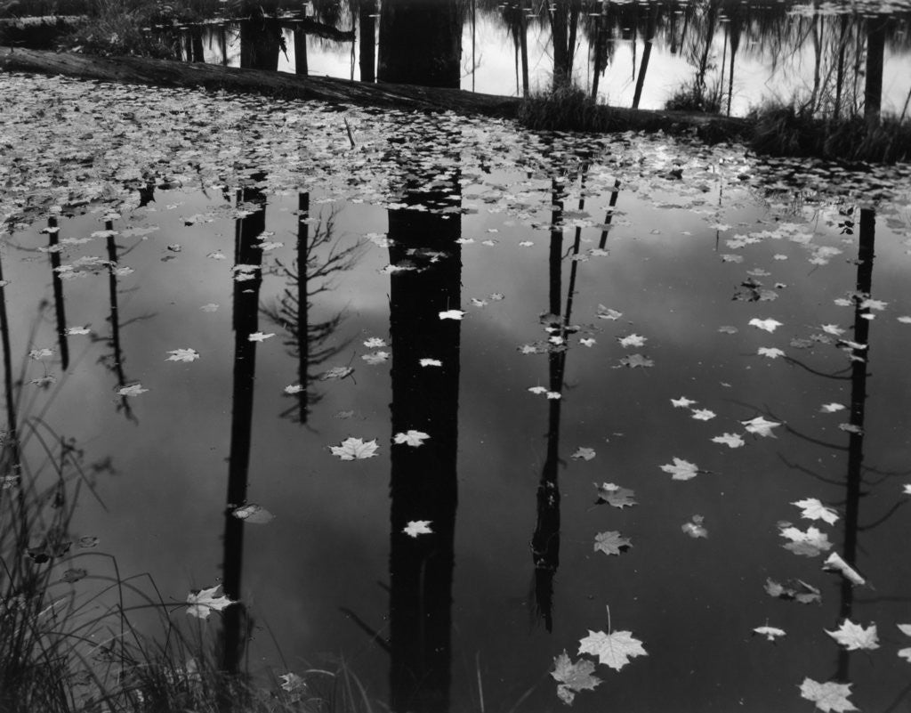 Detail of Leaves in Pond, 1956 by Anonymous