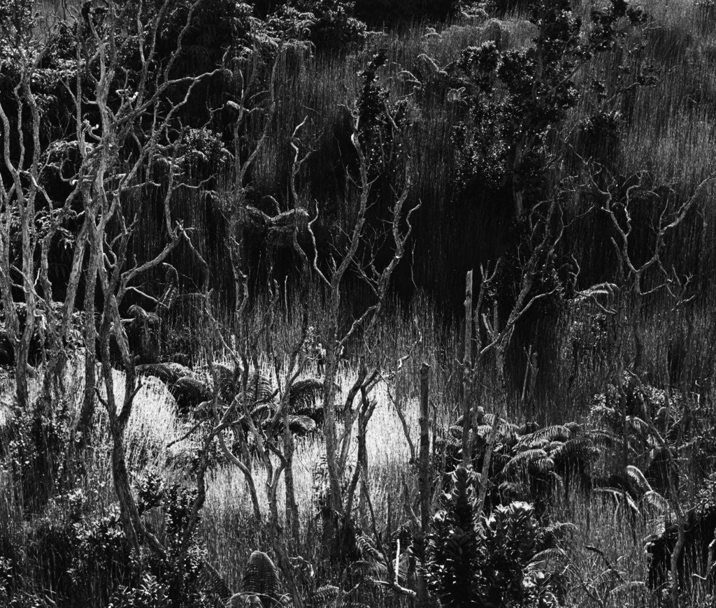 Detail of Hawaiian Oasis, 1979 by Anonymous