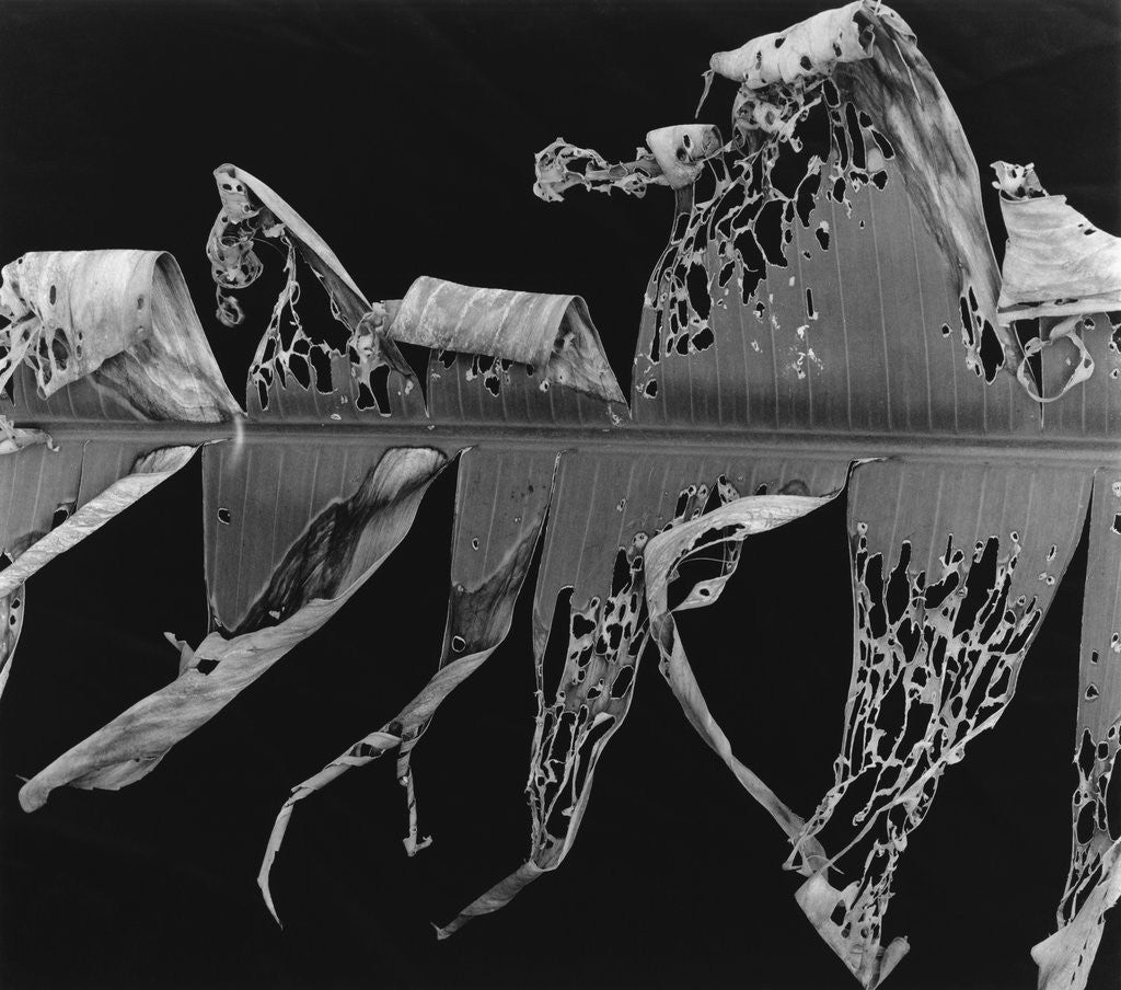 Detail of Banana Leaf, Honolulu, 1980 by Anonymous