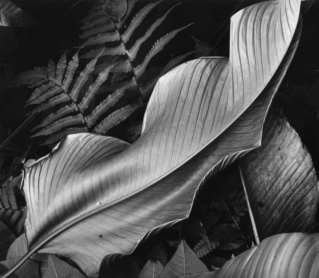 Detail of Leaf, 1979 by Anonymous