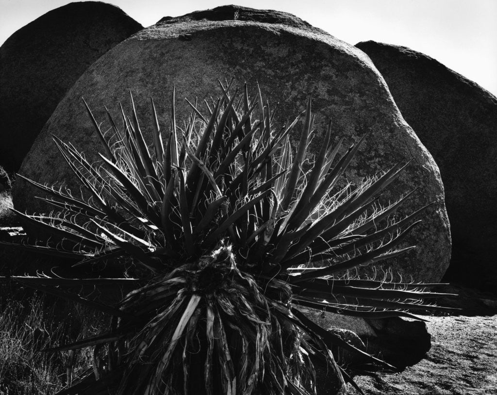 Detail of Yucca and Boulders by Anonymous