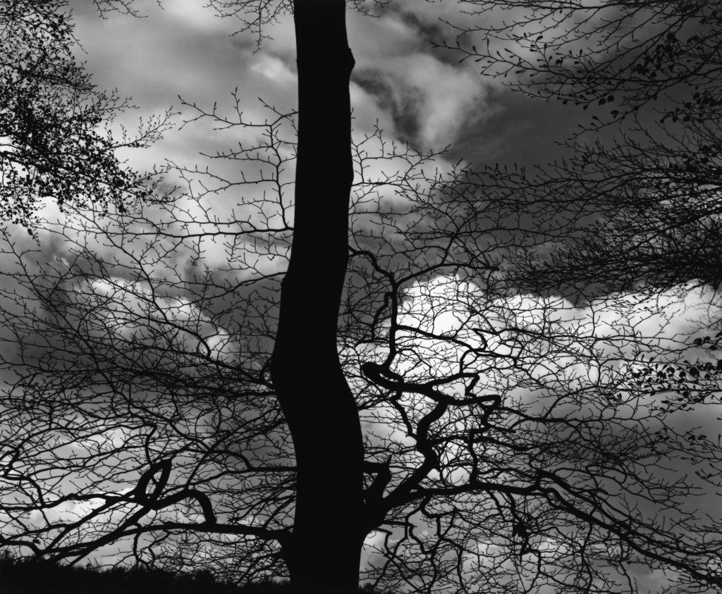 Detail of Tree Silhouette by Anonymous