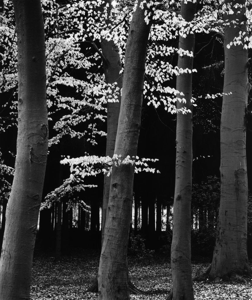 Detail of Beach Forest, Netherlands, 1971 by Anonymous