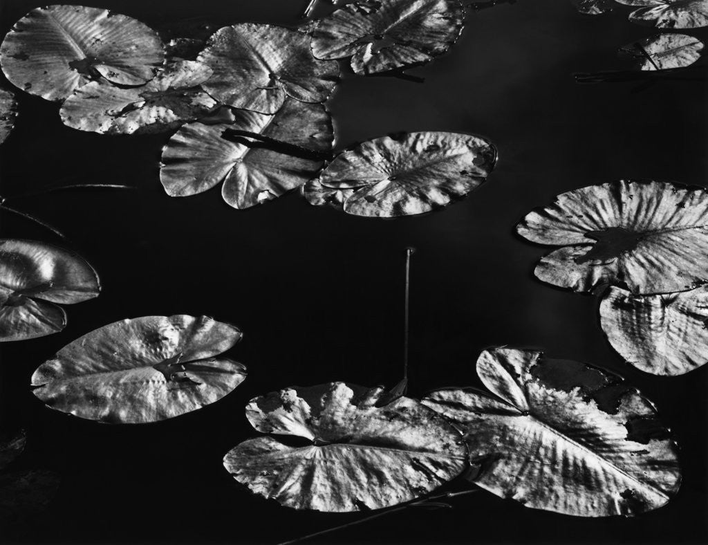 Detail of Lily Pads, 1968 by Corbis