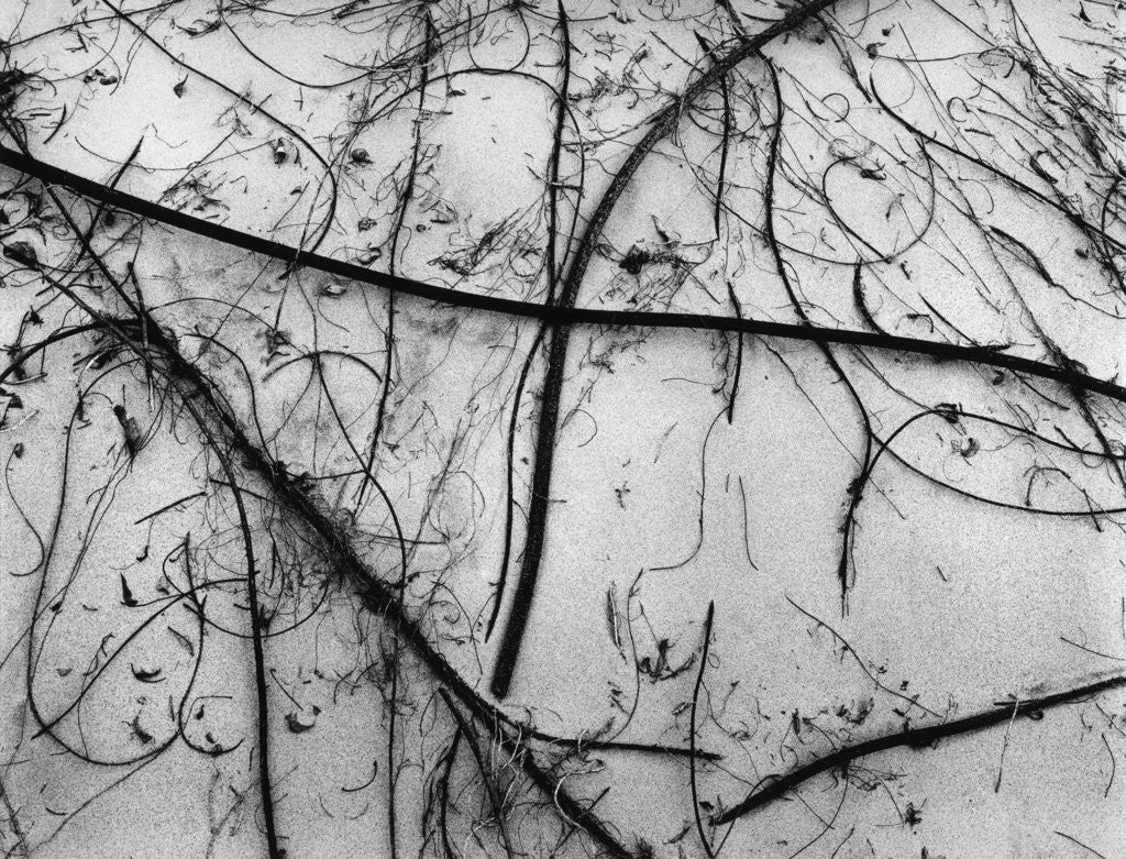 Detail of Branches on Sand by Anonymous