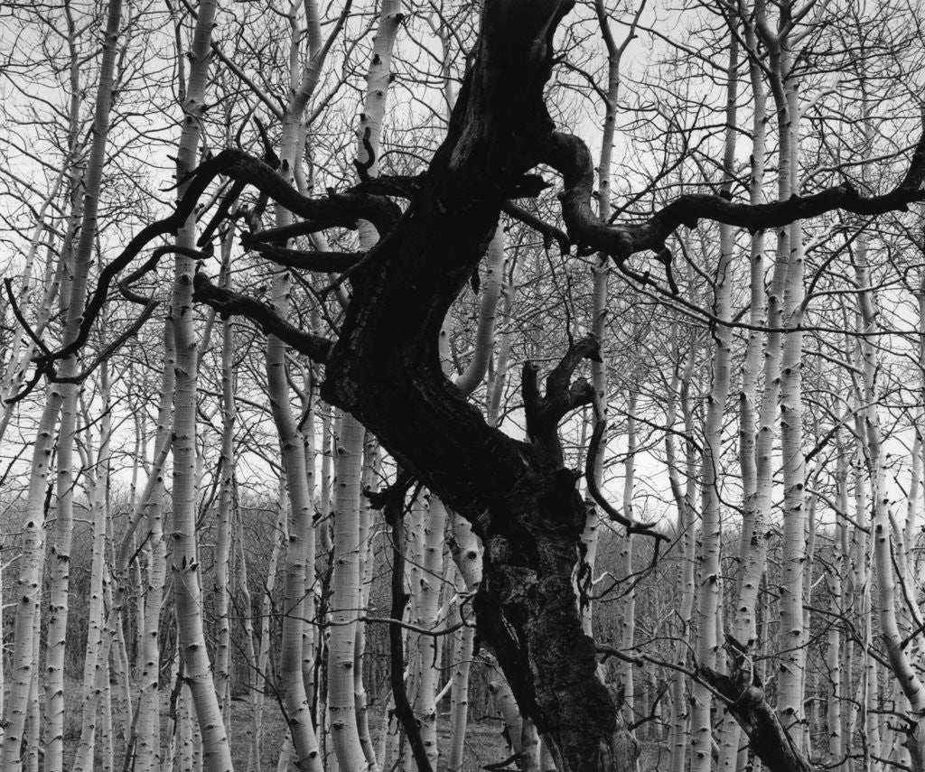 Detail of Aspens, Utah, 1975 by Anonymous