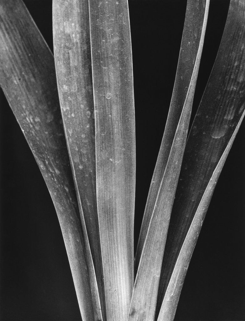 Detail of Lily Stalks by Brett Weston