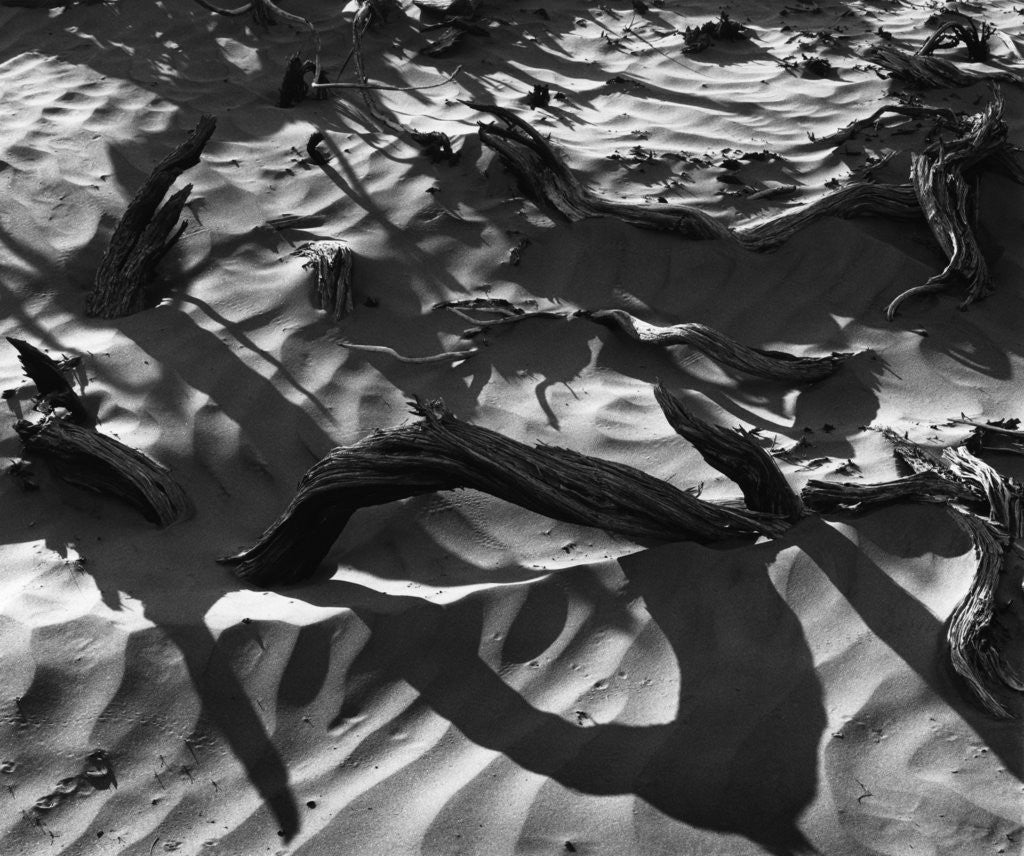 Detail of Wood In Sand by Anonymous