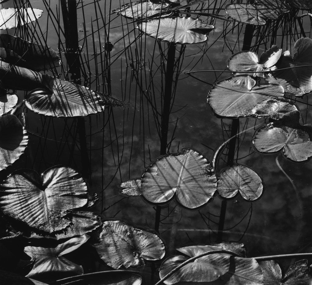 Detail of Lily Pond by Corbis